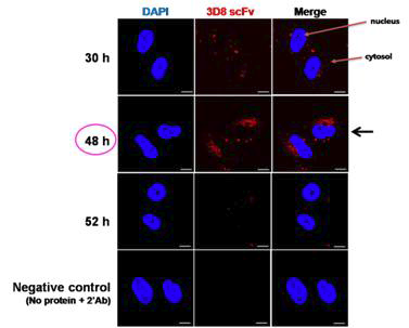 배양시간에 따른 3D8 scFv 정제 단백질(배양시간 30, 48, 52h)의 세포 내 침투 능