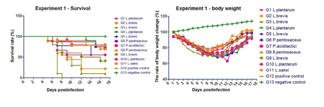 1차 유산균 선발 시험의 생존률 및 체중변화 그래프