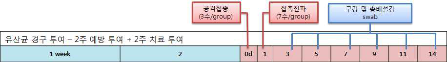 형질전환 유산균의 닭 경구 투여 시 항-인플루엔자 효능 확인 시험 개요