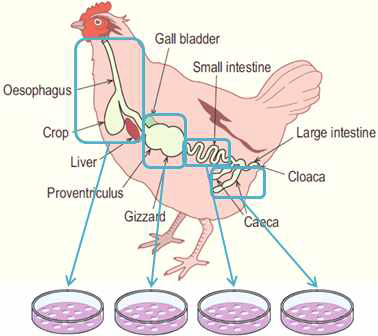 닭 소화 장기에서 유산균 분리 과정 개요