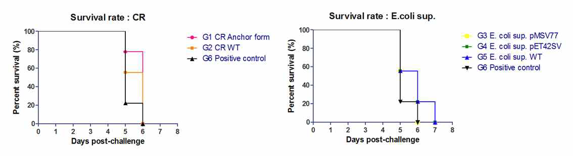 형질전환 클로렐라(왼쪽) 및 대장균 상층액(오른쪽) 투여 시 공격접종 후, 생존율 그래프