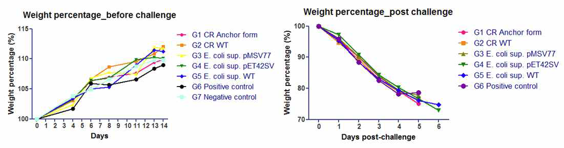 형질전환 클로렐라(왼쪽) 및 대장균 상층액(오른쪽) 투여 시 공격접종 후, 체중변화율 그래프