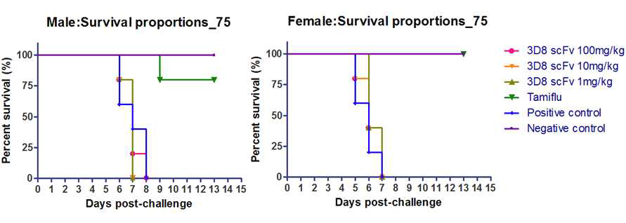 항-바이러스 3D8 scFv 정제 단백질 및 Tamiflu 투여 시 수컷(왼쪽)과 암컷(오른쪽)의 공격접종 후 생존율 그래프