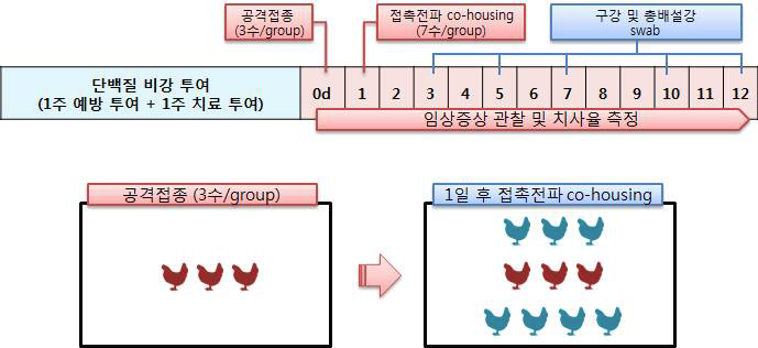 항-바이러스 3D8 scFv 핵산가수분해 항체 정제 단백질 및 대조 항-바이러스 단백질의 닭 비강 투여 시 항-인플루엔자 효능 확인 시험 개요