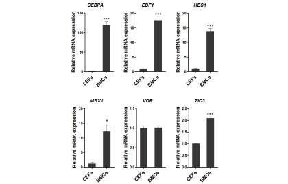 Expression analysis of the putative binding factors of cathelicidin gene promoters in chicken BMCs and CEFs