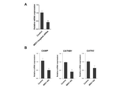 Expression of MSX1 in bone marrow cells after target-specific siRNA expression