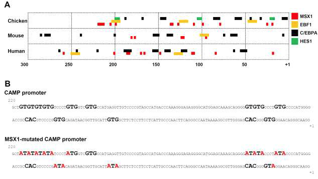 Prediction of TF binding sites and mutation of the CAMP promoter