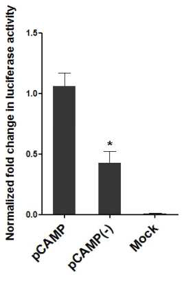 Analysis of promoter activity for the 5’-flanking region of CAMP