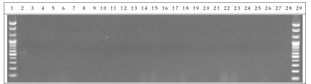 분변 샘플 PCR. 1: Marker, 2: Positive control, 3: Negative control, 4-13: GM stool DNA 3 hr, 14-23: W.T stool DNA 3 hr, 24-28: non-treatment stool DNA 3 hr, 29: Marker