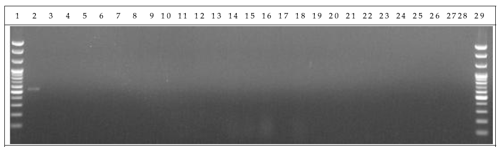 분변 샘플 PCR. 1: Marker, 2: Positive control, 3: Negative control, 4-13: GM stool DNA 6 hr, 14-23: W.T stool DNA 6 hr, 24-28: non-treatment stool DNA 6 hr, 29: Marker.