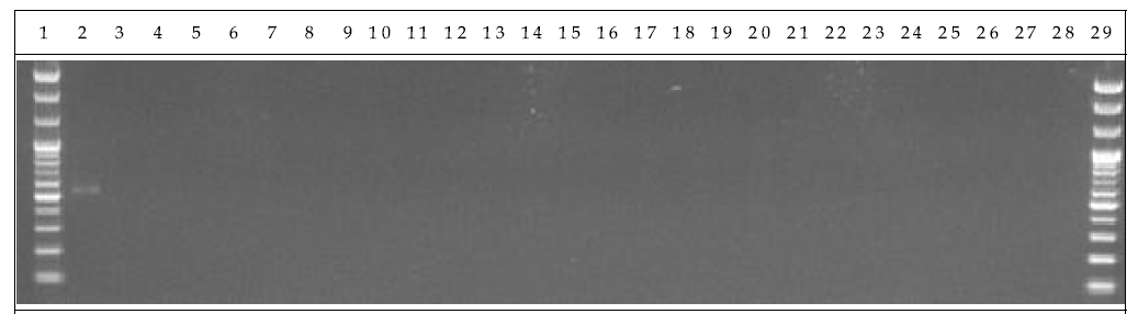 분변 샘플 PCR. 1: Marker, 2: Positive control, 3: Negative control, 4-13: GM stool DNA 9 hr, 14-23: W.T stool DNA 9 hr, 24-28: non-treatment stool DNA 9 hr, 29: Marker.