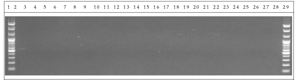 분변 샘플 PCR. 1: Marker, 2: Positive control, 3: Negative control, 4-13: GM stool DNA 12 hr, 14-23: W.T stool DNA 12 hr, 24-28: non-treatment stool DNA 12 hr, 29: Marker.