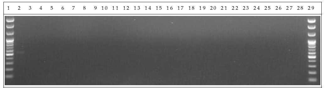 분변 샘플 PCR. 1: Marker, 2: Positive control, 3: Negative control, 4-13: GM stool DNA 14 Day, 14-23: W.T stool DNA 14 Day, 24-28: non-treatment stool DNA 14 Day, 29: Marker