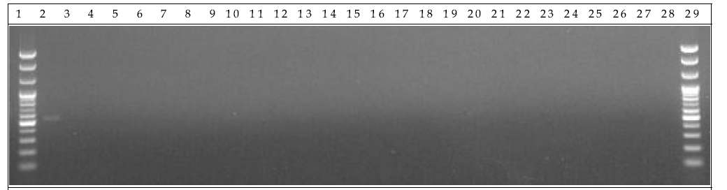 배양 분변 샘플 PCR. 1: Marker, 2: Positive control, 3: Negative control, 4-13: GM stool DNA 6 hr, 14-23: W.T stool DNA 6 hr, 24-28: non-treatment stool DNA 6 hr, 29: Marker.