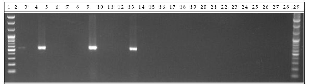 배양 분변 샘플 PCR. 1: Marker, 2: Positive control, 3: Negative control, 4-13: GM stool DNA 9 hr, 14-23: W.T stool DNA 9 hr, 24-28: non-treatment stool DNA 9 hr, 29: Marker.