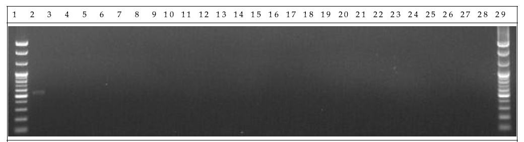 배양 분변 샘플 PCR. 1: Marker, 2: Positive control, 3: Negative control, 4-13: GM stool DNA 1 day, 14-23: W.T stool DNA 1 day, 24-28: non-treatment stool DNA 1 day, 29: Marker