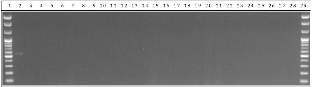 배양 분변 샘플 PCR. 1: Marker, 2: Positive control, 3: Negative control, 4-13: GM stool DNA 3 day, 14-23: W.T stool DNA 3 day, 24-28: non-treatment stool DNA 3 day, 29: Marker.