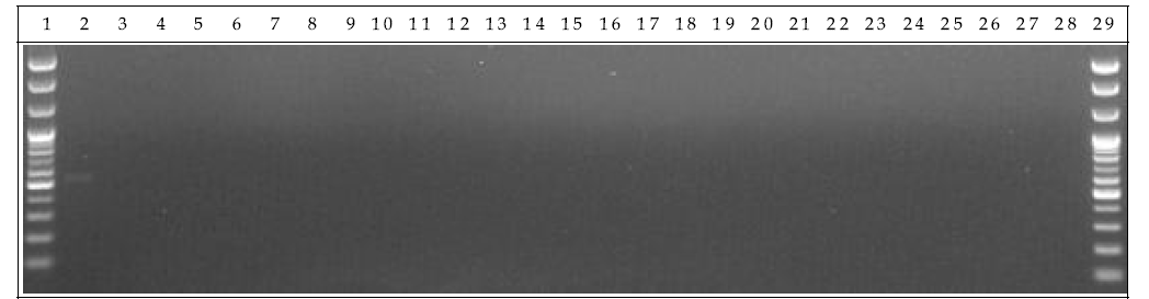 배양 분변 샘플 PCR. 1: Marker, 2: Positive control, 3: Negative control, 4-13: GM stool DNA 14 day, 14-23: W.T stool DNA 14 day, 24-28: non-treatment stool DNA 14 day, 29: Marker.