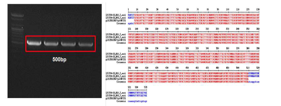 Lactate-dehydrogenase(LDH) promoter를 PCR 하고 pSLP111.3 벡터에 클로닝하여 염기서열을 확인한 결과