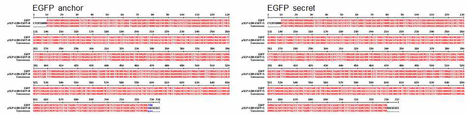 형질전환용 벡터에 EGFP anchor form 및 secret form 유전자를 클로닝하여 염기서열 확인한 결과