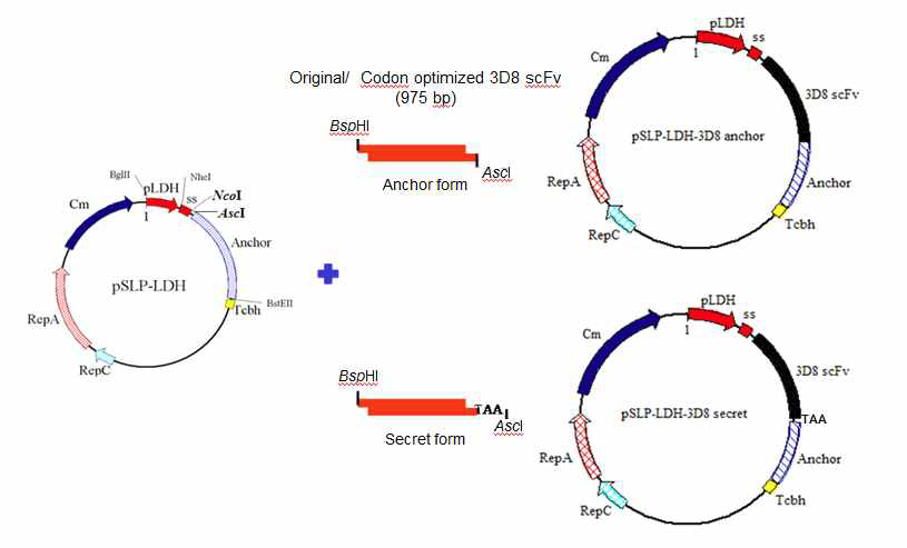 형질전환용 벡터에 Original/Optimized 3D8 scFv 유전자 클로닝 모식도
