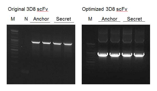 Original/Optimized 3D8 scFv 유전자를 PCR을 통해 증폭한 결과