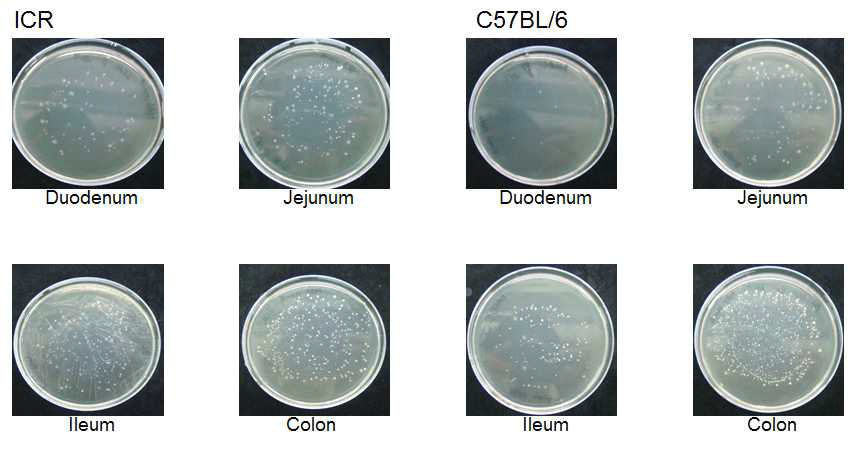 ICR mouse와 C57BL/6 생쥐 장내에서 분리한 Lactobacillus들의 colony 확인