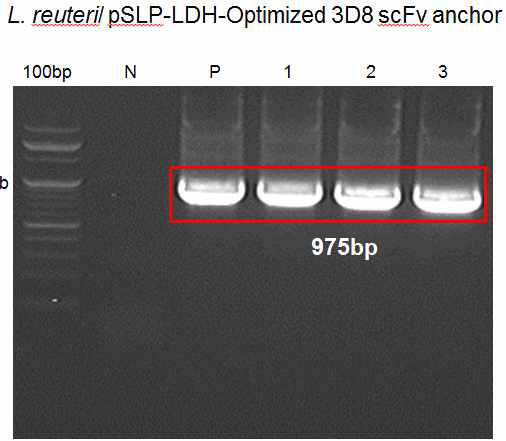 Optimized 3D8 scFv anchor를 Lactobacillus reuteri에 형질전환 시킨 후, PCR로 확인