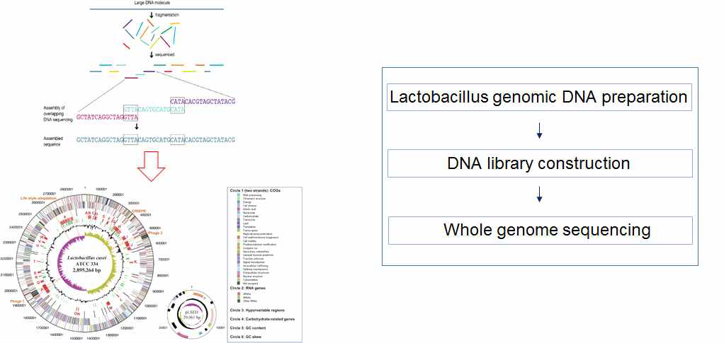 Promoter isolation을 위한 Lactobacillus의 유전체 확보 모식도