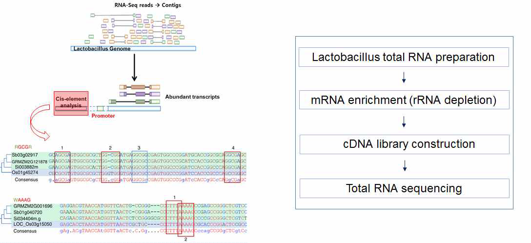 Promoter engineering을 위한 Lactobacillus의 전사체 확보 모식도