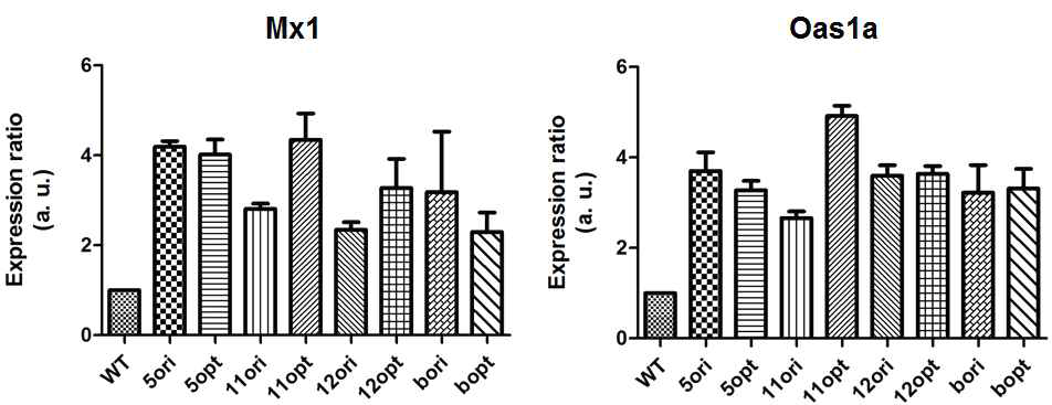 인터페론을 발현하는 Lactobacillus 투여 이후, 향상된 면역 증강 효과에 대한 분석