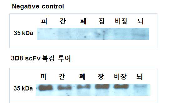 항-바이러스 단백질을 복강 내 투여하였을 때 여러 장기로 침투 확인