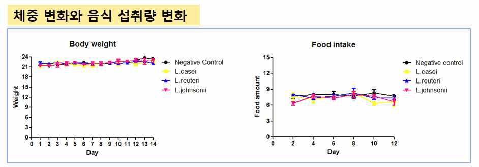 유산균 투여 기간 중 체중의 변화와 음식 섭취량 변화 측정