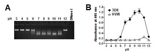 3D8 항체가 DNA 분해 활성을 나타내는 최적의 pH 확인