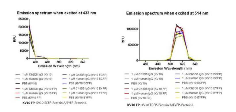 Live cell에서 ECFP-Protein A와 EYFP-Protein L 사이의 Emission spectrum 확인