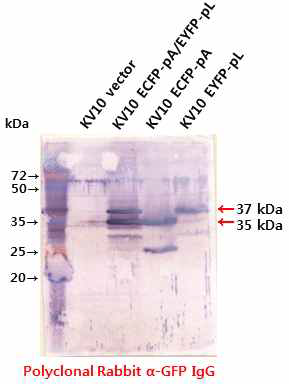 ECFP-Protein A, EYFP-Protein L의 발현 확인을 위한 1차 항체로써 Anti-GFP의 사용가능 여부를 확인하기 위한 Western blot