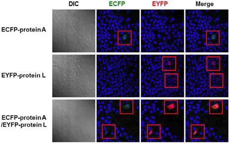 Confocal microscopy를 이용한 KV10 ECFP-Protein A와 EYFP-Protein L의 transfection efficiency 확인