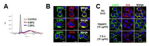 HeLa 세포표면 HSPGs 및 CSPGs의 발현확인 및 3D8 scFv와의 결합을 보여주는 confocal microscopy