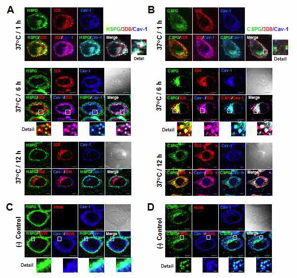 3D8 scFv 단백질이 HSPGs와 CSPGs를 통해 caveolae-매개 경로를 통해 세포내로 유입되어 들어간다는 것을 보여주는 confocal microscopy