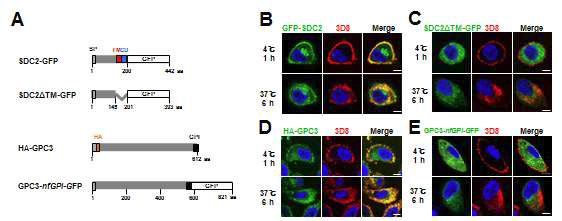 Transmembrane 형태 또는 GPI anchor를 통해 세포표면에 발현된 SDC2 또는 GPC3만이 3D8 scFv와 co-localization되고 세포질에 발현시킨 SDC2와 GPC는 3D8 scFv와 co-localization되지 않음을 보여주는 confocal microscopy