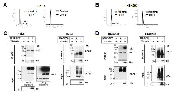 3D8 scFv가 HSPGs인 SDC2와 GPC3에 직접적인 결합한다는 것을 보여주는 HeLa 및 HEK293 세포에서의 면역침강결과