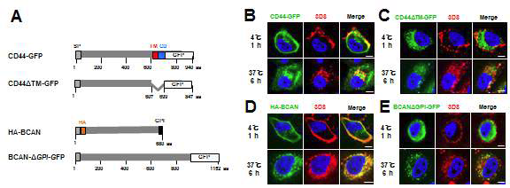 Transmembrane 형태 또는 GPI anchor를 통해 세포표면에 발현된 SDC2 또는 GPC3만이 3D8 scFv와 co-localization되고 세포질에 발현시킨 SDC2와 GPC는 3D8 scFv와 co-localization되지 않음을 보여주는 confocal microscopy