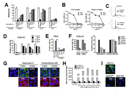 3D8 scFv가 CSPGs보다 HSPGs에 친화도가 높으며, CSPGs보다 HSPGs를 통해 세포 내로 유입된다는 것을 보여주는 ELISA, confocal microscopy, flow cytometry 결과