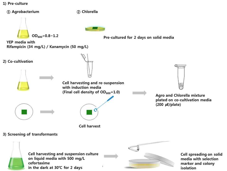 클로렐라의 형질전환법 모식도