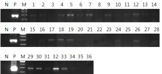 3D8 scFv 형질전환 선발 개체 RT-PCR 결과