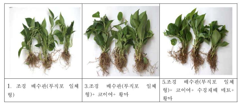 환경정화 벽면녹화 복합식생매트에서 60일 경과 후 스킨답서스(Scindapsus aureus)의 근권부 활성화와 생육 결과