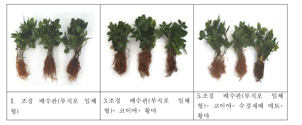 환경정화 벽면녹화시스템의 복합식생매트에서 60일 경과 후 산호수(Ardisia pusilla)의 근권부 활성화와 생육 결과