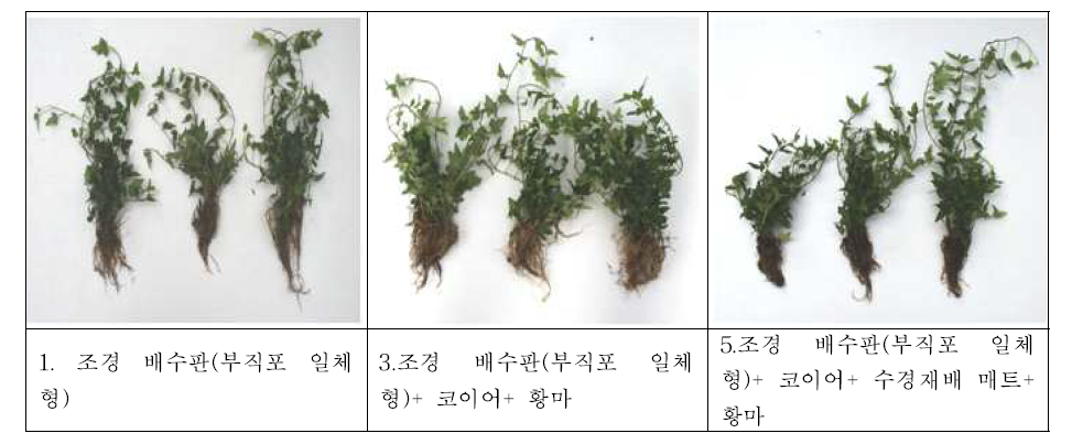 환경정화 벽면녹화시스템의 복합식생매트에서 60일 경과 후 아이비(Hedera helix)의 근권부 활성화와 생육 결과