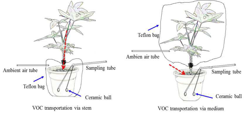 Schematic diagram sampling toluene and xylene which were transported from air in a chamber (1.0 m3) to root zone via stem and directly via medium. Red dotted line denotes route transporting toluene and xylene.