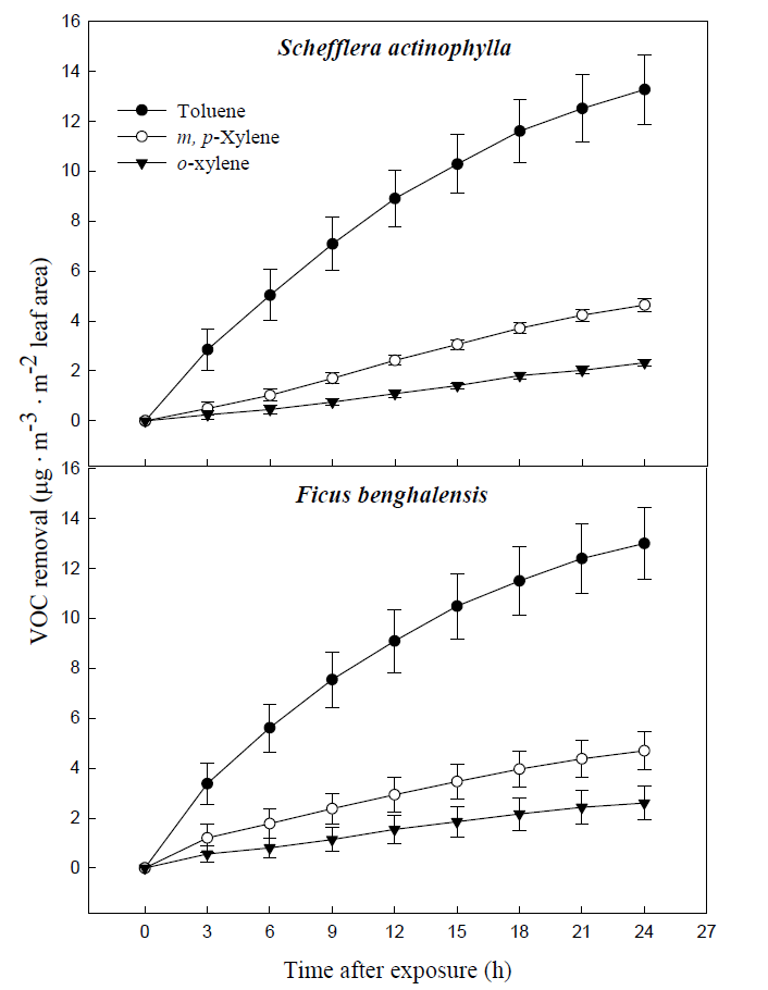 Removal efficiency of gaseous toluene and xylene by potted Schefflera actinophylla and Ficus benghalensis. Three potted plants were exposed for 24 h in a sealed chamber (1.0 m3)at a light intensity of 20 ± 2 μmol·m-2·s-1. Vertical bars denote the SE (n=6).